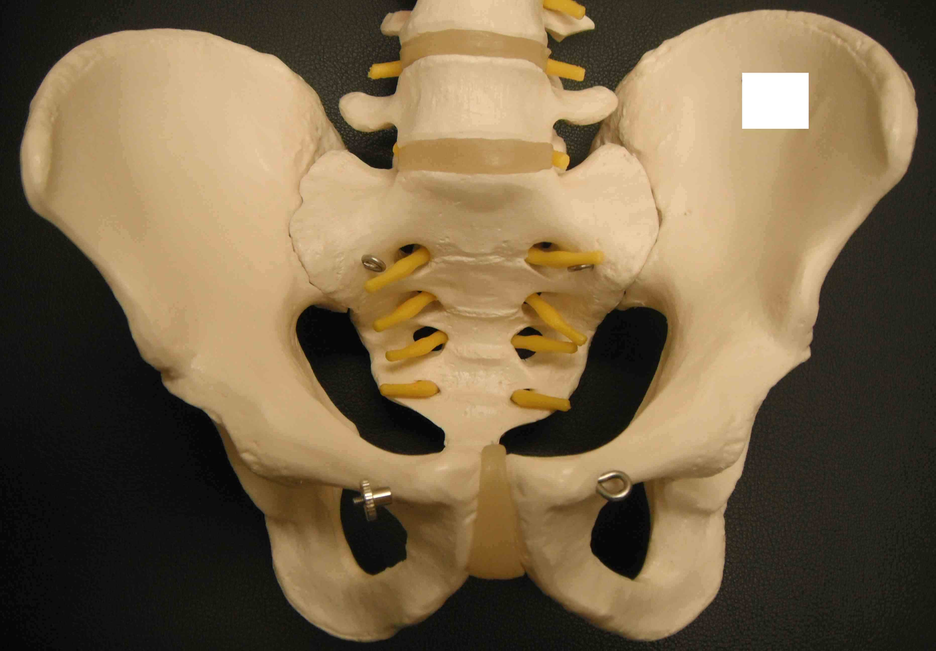 Pelvis Anatomy